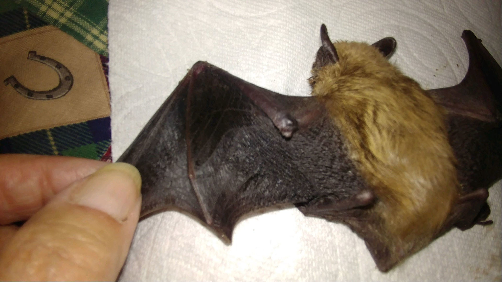 Bat post-mortem